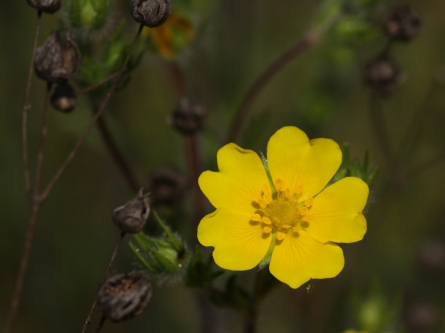 Potentilla hirta